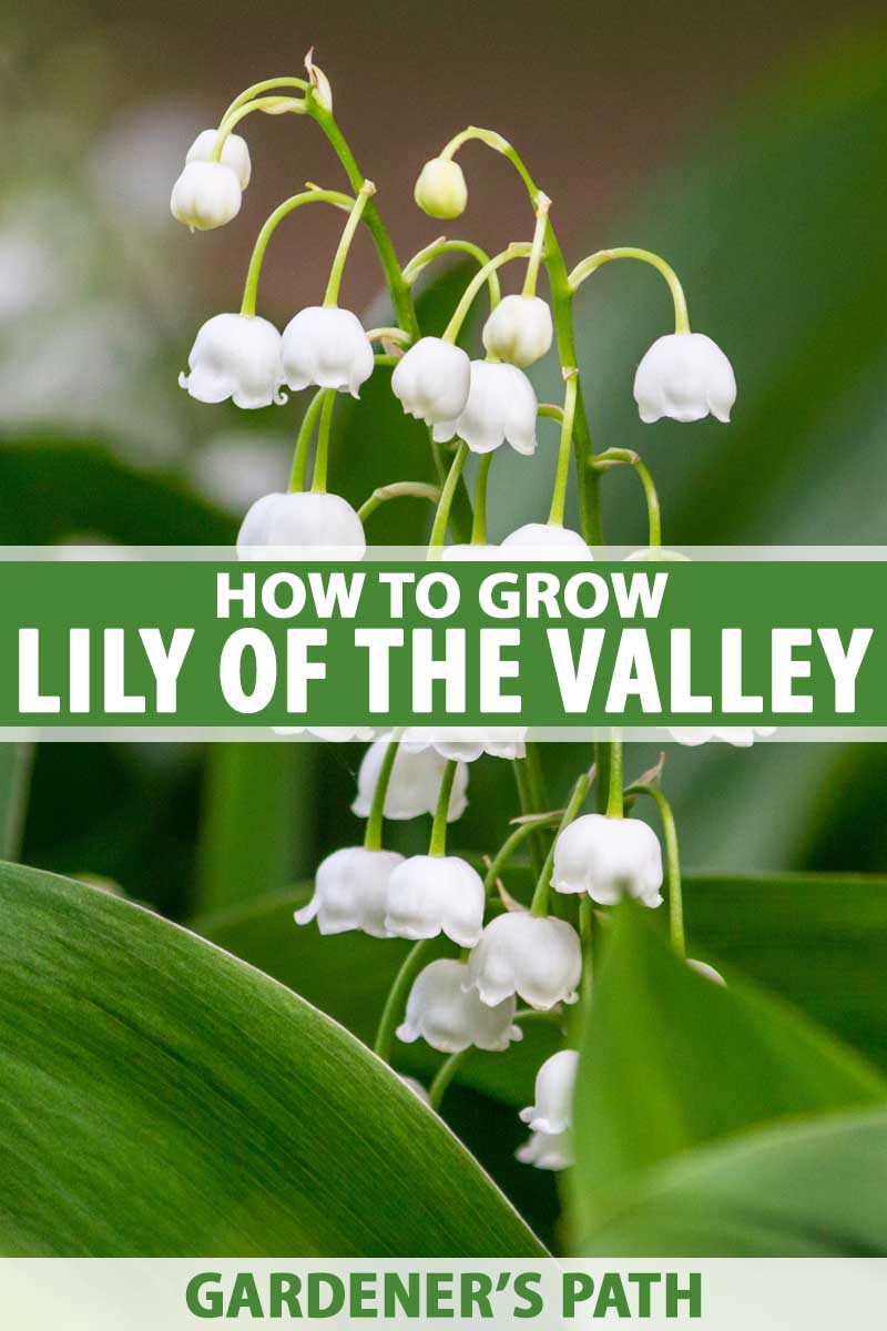 how to grow lily of the valley, a fragrant shade-lover | gardener's path