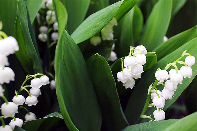 A small cluster of lily of the valley plants are densely packed together. The broad leaves almost encompass the flowers that are reaching up as high as they can. The white flowers are extremely small and form in large numbers upon the stem that bears them.