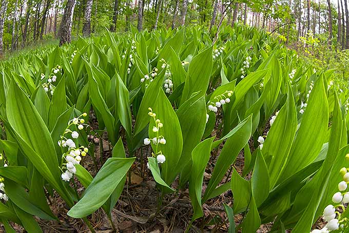 A large area is entirely consumed by lily of the valley plants. The short plants with broad leaves densely grow together in the midst of a swampy forest. Small, white flowers shaped like bells reach up from most of the plants.