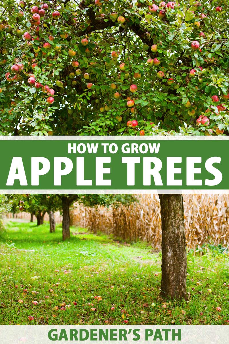 Najlepšie nám oblasti na pestovanie organických ovocných stromov