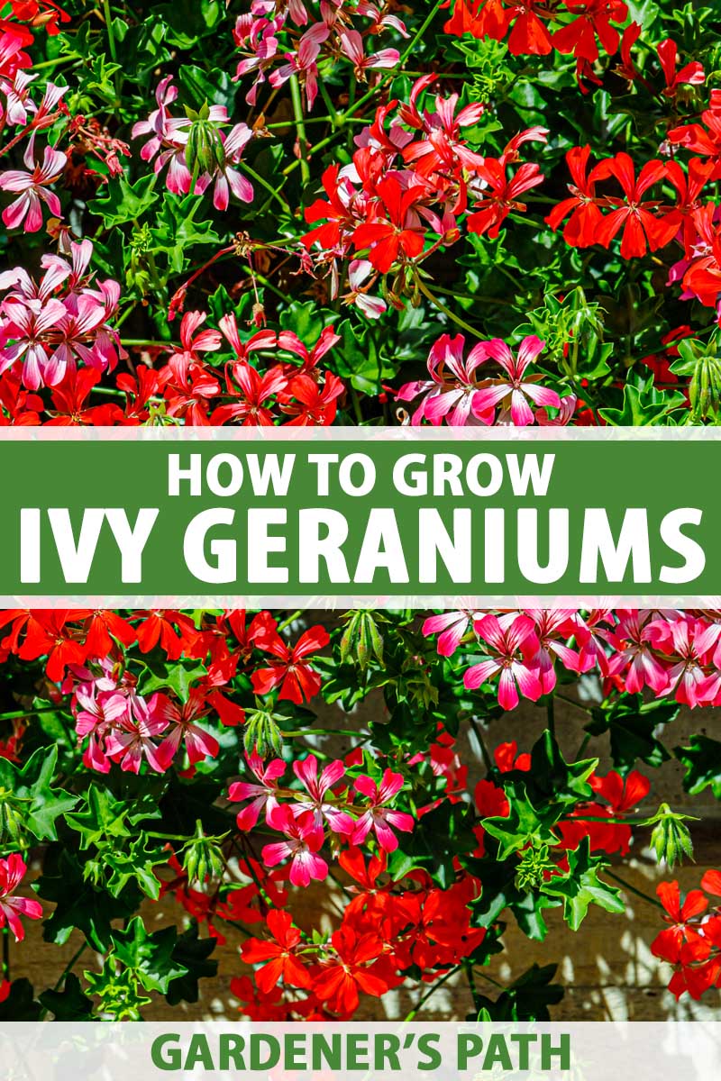 tratamentul de geranium varicoza