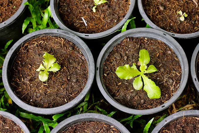 Overhead view of round black plastic flowerpots filed with brown soil with one lettuce seedling growing in each, with green grass in the background.