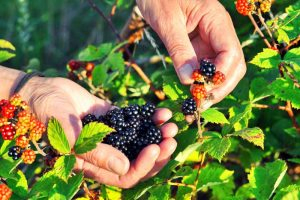 Human hands picking wild blackberries.