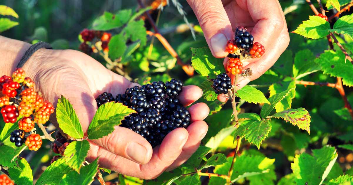 How to Harvest Wild Berries: Foraging for Beginners | Gardener's Path