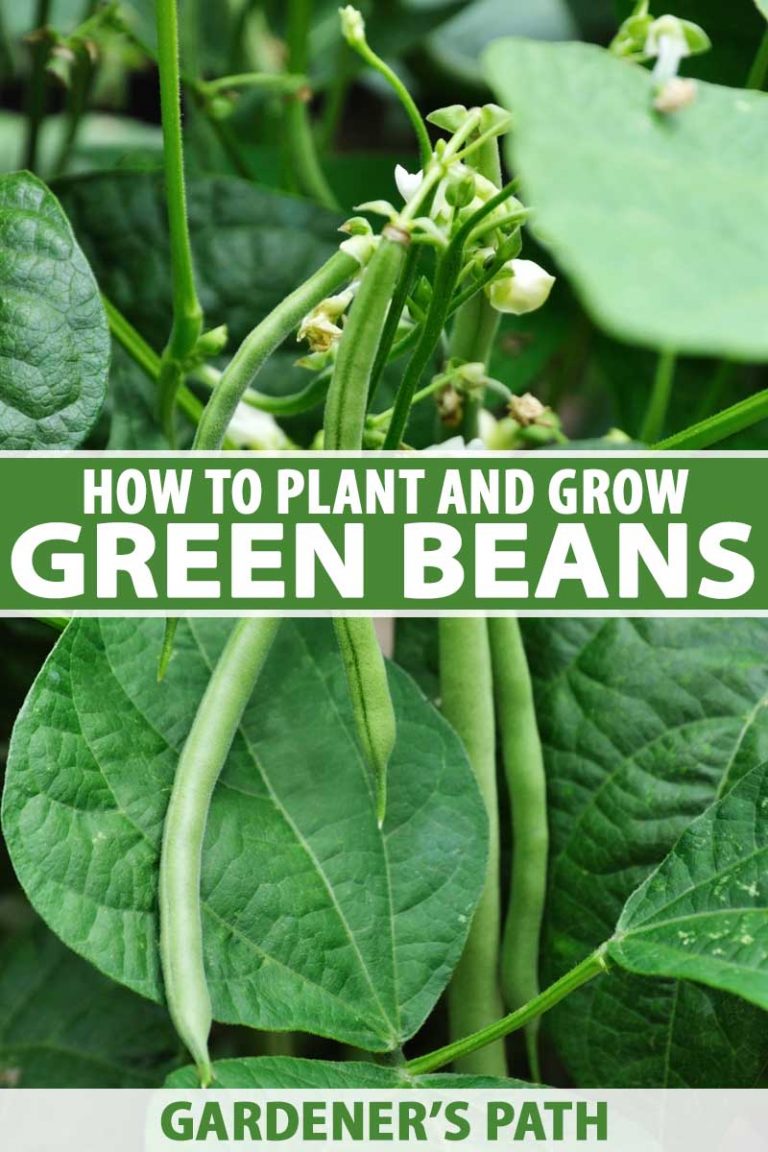 How to Plant and Grow Green Beans | Gardener's Path