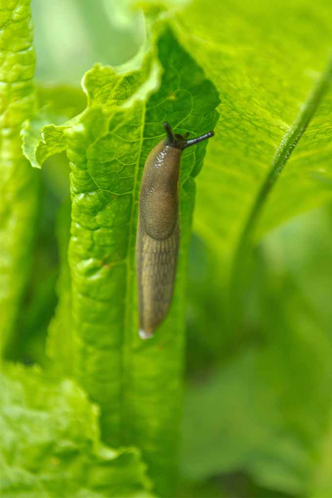 Vertical image of a large brown slug on a green leaf of lettuce, with more lettuce in shallow focus in the background