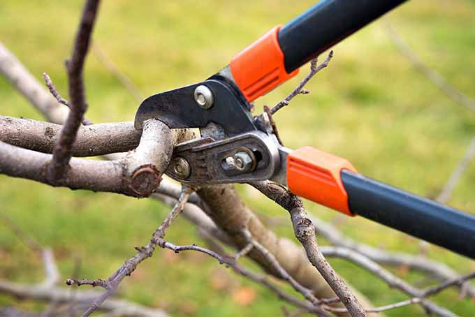 Loppers with orange and black handles are in the middle of cutting a branch of an apple tree.