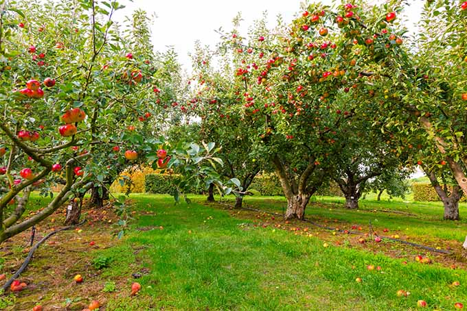 An apple orchard with several rows of trees bearing heavy loads of red and yellow fruit ready to be picked. In between the rows the grass is bright green and well trimmed.