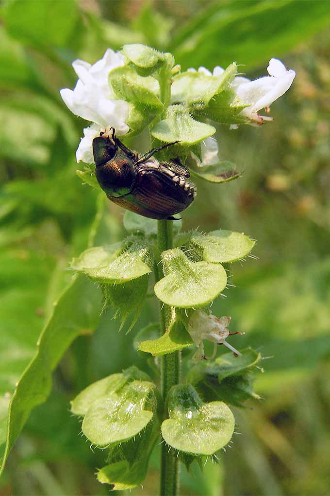 Image verticale d'un scarabée japonais sur les fleurs blanches et la tige allongée d'un plant de basilic en fleurs.