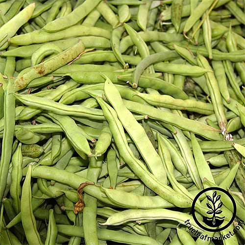 A pile of freshly picked Kentucky Wonder green beans. The beans bulge in the locations where the seeds within them reside.
