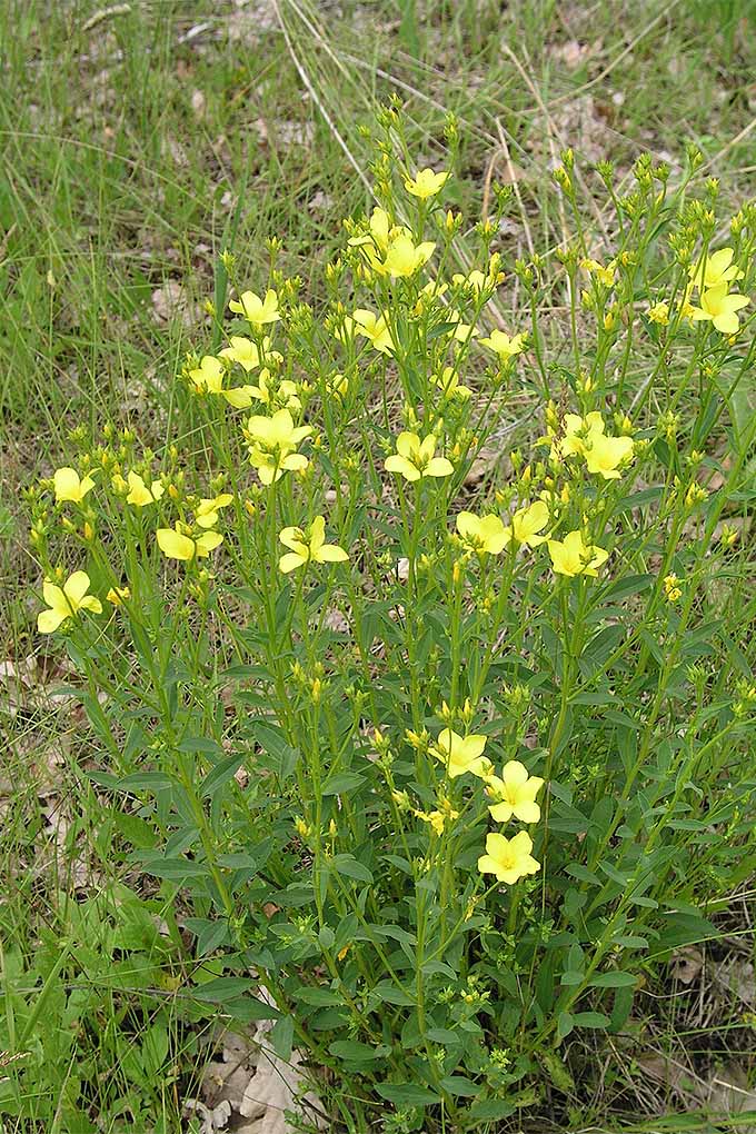 Vertical image of yellow flax flowers with green leaves growing the length of long stems.
