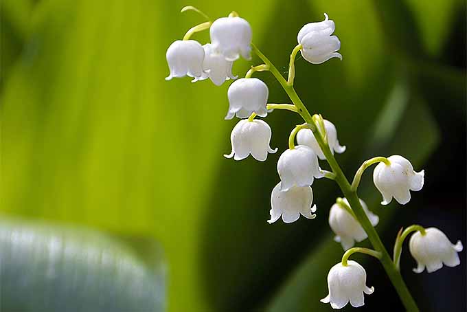 A stem rises up to contrast against the various shades of green in the background. On this, 13 lily of the valley flowers are attached in almost a spiral pattern to the top of the stalk. These white bell-shaped blossoms are all facing downwards and away from the sun.