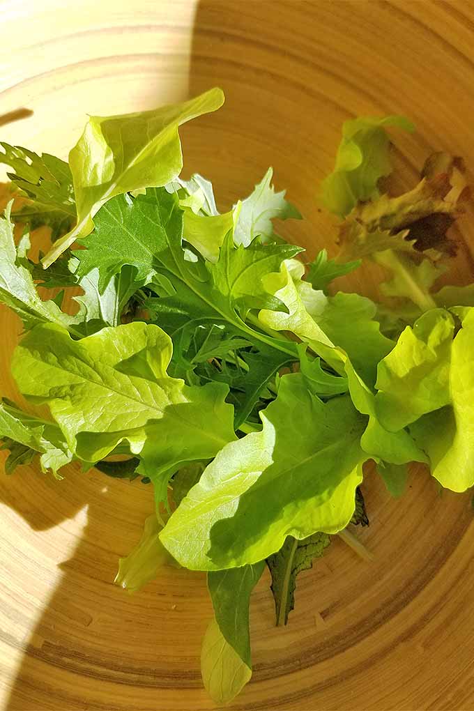 Vertical top-down image of a wooden salad bowl filled partway with just-picked green oakleaf lettuce, mizuna, and other types of leafy greens, in sunshine and partial shadow. 