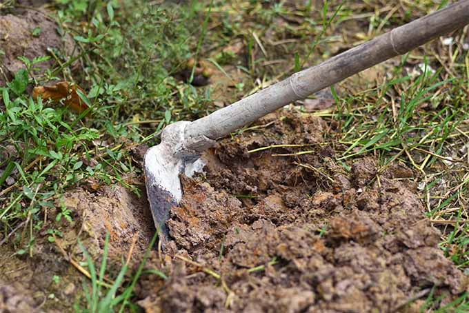 A rusty, rough-edged gardening hoe with a dirty bamboo handle is stuck in a small hole mainly composed of orange and brown clay.