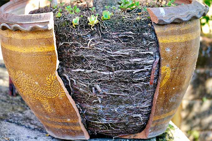 A large ceramic flower pot with an engraved design has cracked in two exposing a vast network of roots that the plant inside has developed.