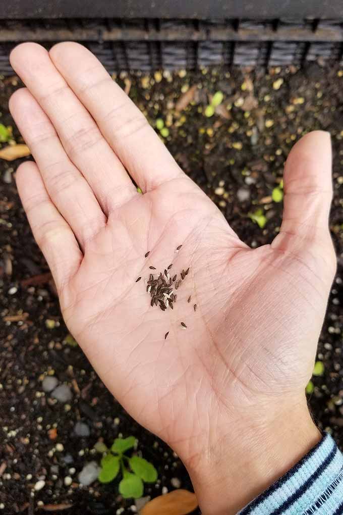 Vertical image of a hand with fingers together and palm held flat, holding a small pile of tiny brown and beige lettuce seeds, with a raised bed filled with dark brown soil with tiny lettuce seedlings growing in shallow focus in the background.