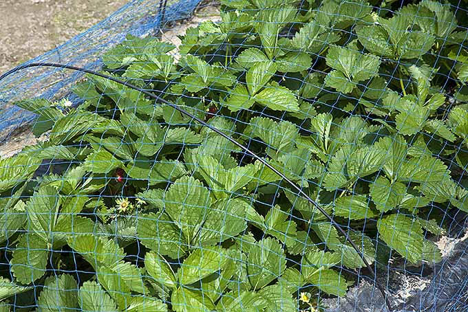 A row of strawberry plants are growing under a net that prevents the wildlife from snacking on your harvest. The plants are bearing small fruits hidden by the broad, veinous leaves.
