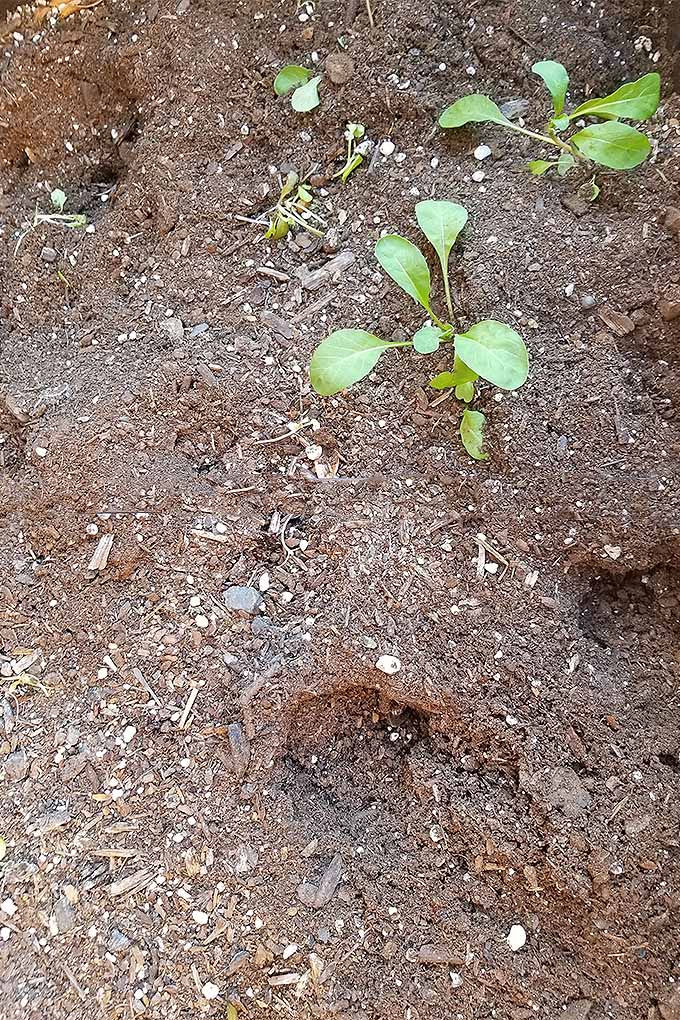 Vertical top-down image of a patch of brown soil with a few lettuce seedlings, short stems nibbled away by squirrels, and holes dug in the soil by squirrels.