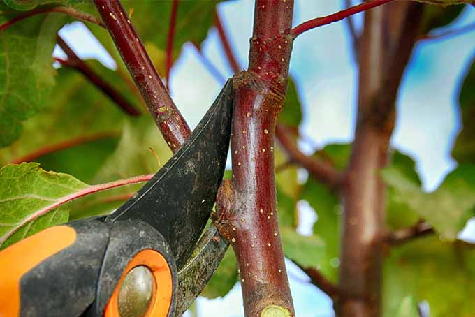 A small branch of an apple tree is being cut by orange and black pruning shears.