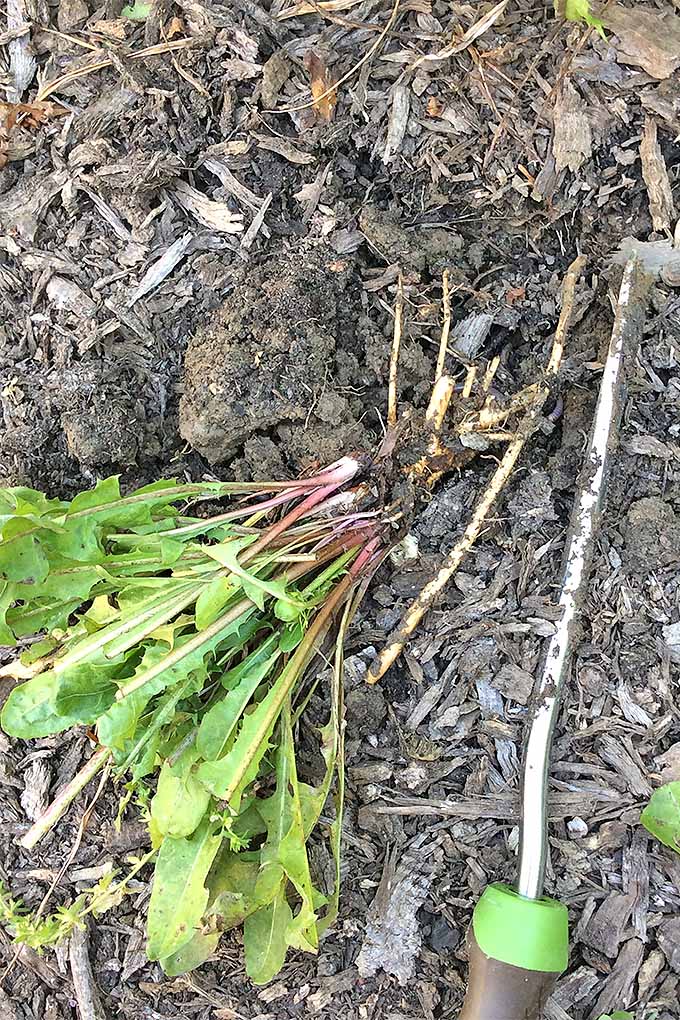 A freshly pulled dandelion plant is laying in a garden next to the weeder that was used to pull it. The weed has an extremely large root system that reaches far below the soil.