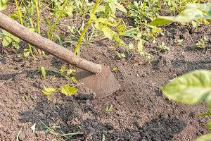 Stale Seedbed Cultivation: Let Weeds Grow Now and Weed Less Later