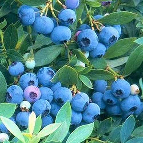 A large number of sunshine blue blueberries are ready to be picked from the plant. These light blue fruits are high in number and are packed together tightly on the small branches that hold them.