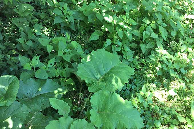 A wide variety of weeds are growing together in a dense patch. Burdock garlic mustard is among one of these with its broad leaves taking up as much sunlight as possible.