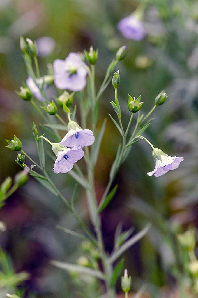 A flax plant in full bloom is reaching up into the frame. The flowers of Linum usitatissimum are purple and bell shaped, and the leaves are narrow and pointed.