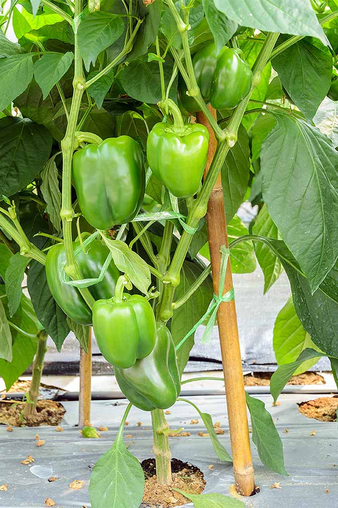 Full Grown Bell Pepper Plant Plant Ideas