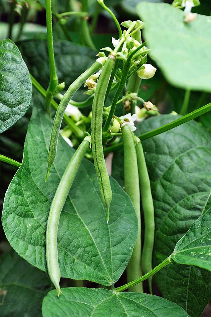 Common Bean Plant