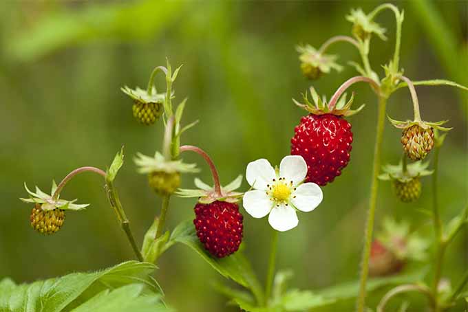 Two red wild strawberries hanging down from the green stems they are growing on, with a white five-petaled flower with a yellow center, and green foliage in shallow focus in the background.