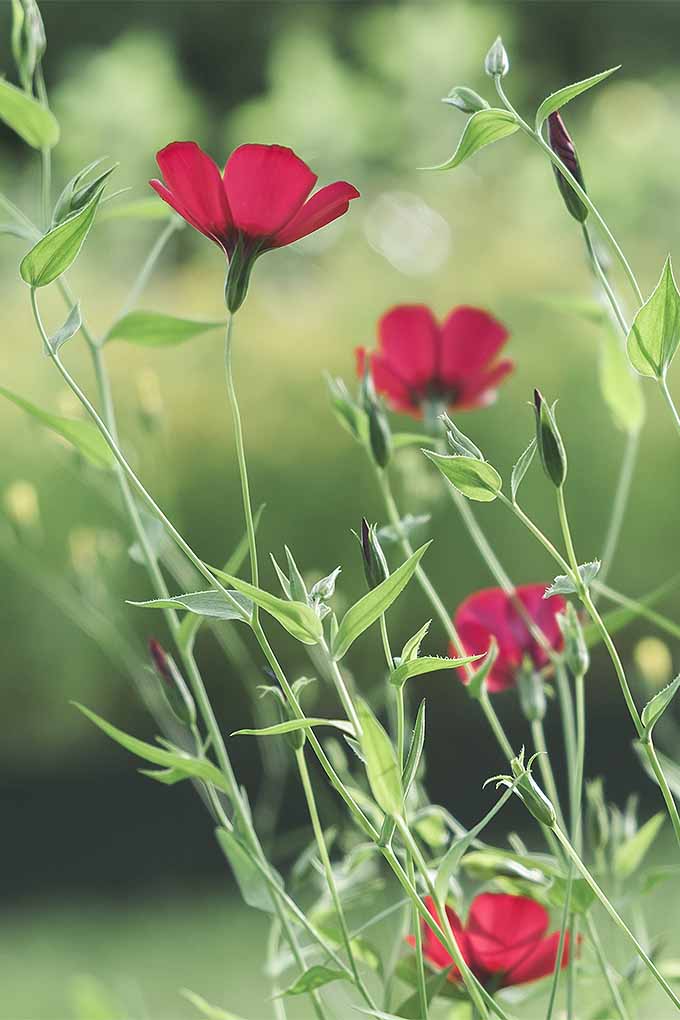 Vertical image of red flax flowers with skinny, pale green stems, on a mottled green background that is in shallow focus.