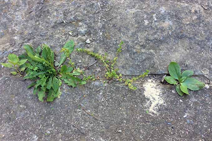 Through the crack in a gray, rough sidewalk, a variety of weeds grow displaying their leaves of many shapes and shades of green.