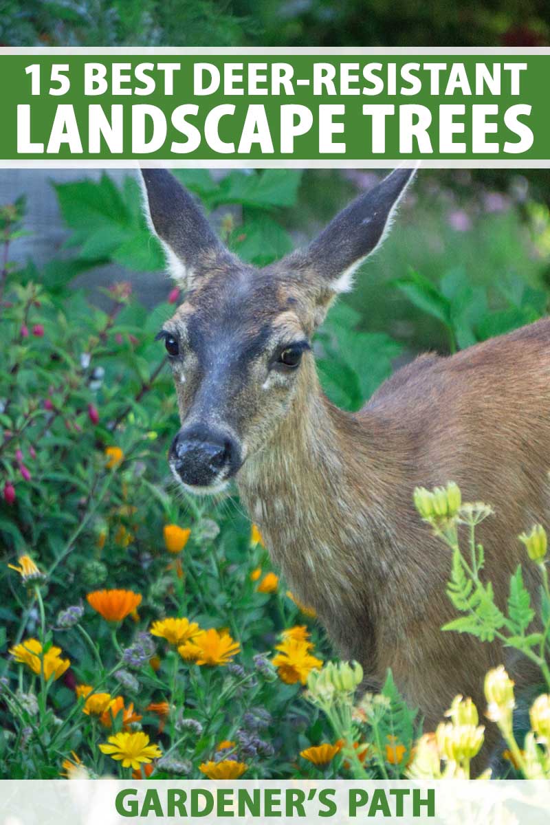 Protect Your Pine Trees: The Ultimate Guide to Keeping Deer from Eating Them