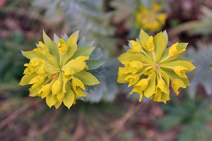 Pom-pom clusters of green-yellow flowers on top of long, skinny stems of spiky gray-blue leaves.