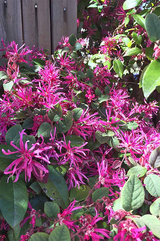 L. chinense plants are growing next to a fence with the long, narrow flowers densely packed together in a beautiful display of pink.