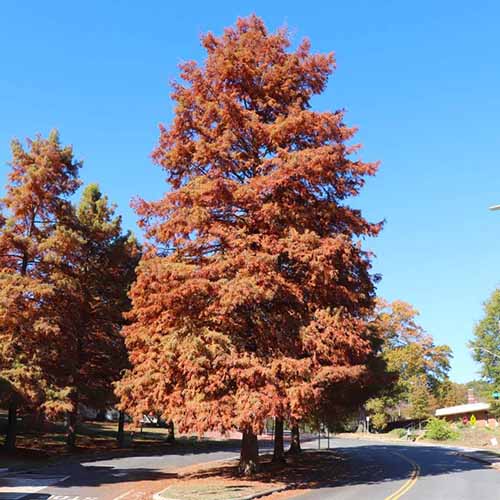 A square image of a dawn redwood growing in a central reservation of a road pictured on a blue sky background.