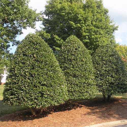 Three American holly bushes trimmed to a conical shape, growing in red mulch with taller trees in the background.