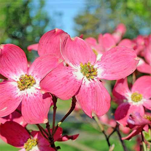 Closeup of rose-colored flowering dogwood blooms with yellow-green centers, with green springtime trees, a blue sky, and a green lawn in soft focus in the background.