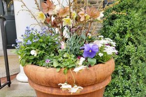 A large round terra cotta flower pot filled with pansies, hellebores, forsythia, and other types of flowers and foliage, in front of a stone house.