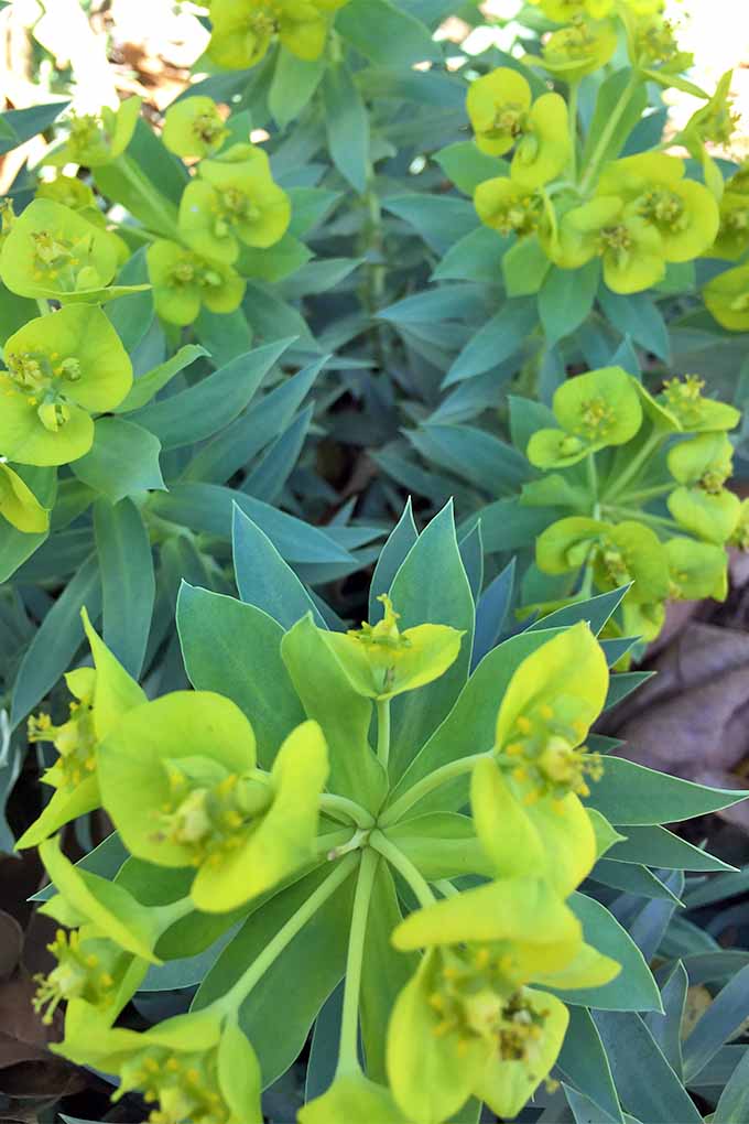 Closeup of bright yellow-green flowers blooming at the top of stems covered with spiky blue-green flowers, on a gopher plant in the garden.