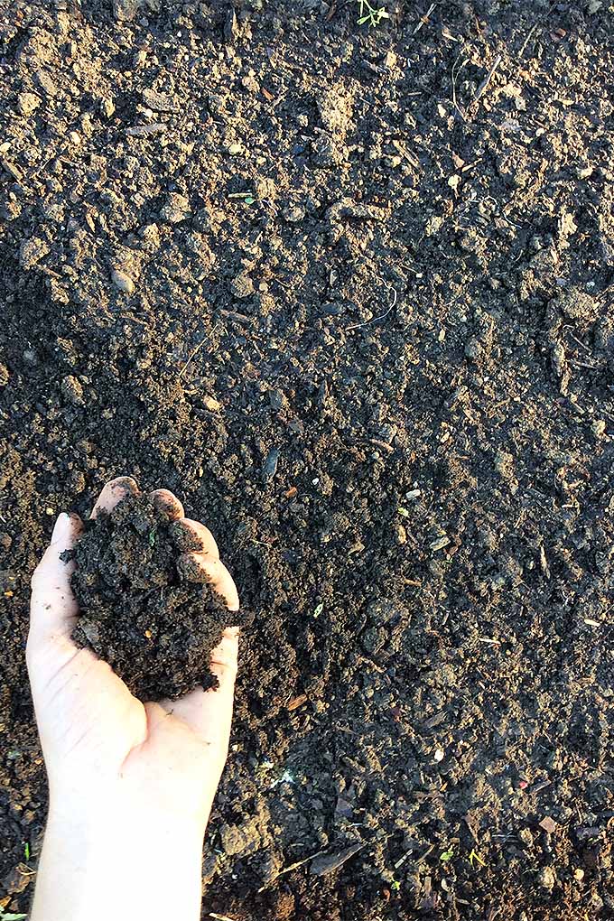 A close up vertical image of a hand reaching out holding a full scoop of dirt. The soil within is moist and crumbly and is held out over top of the garden from which it came.