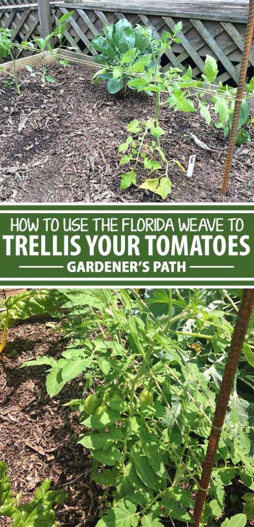 A collage of pins showing different views a "Florida weave" tomato trellis.