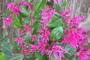 How to Grow and Care for Chinese Fringe Flower Shrubs