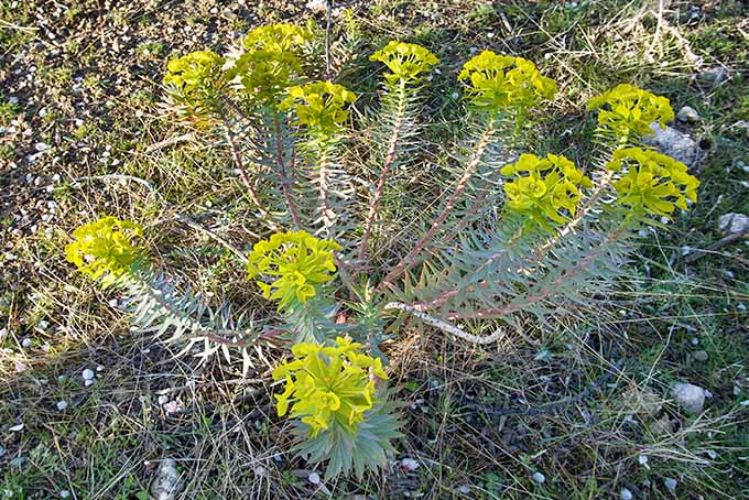 Narrow, pointy, pale blue-green leaves grow on long stems topped with clusters of greenish-yellow flowers on an E. rigida plant.