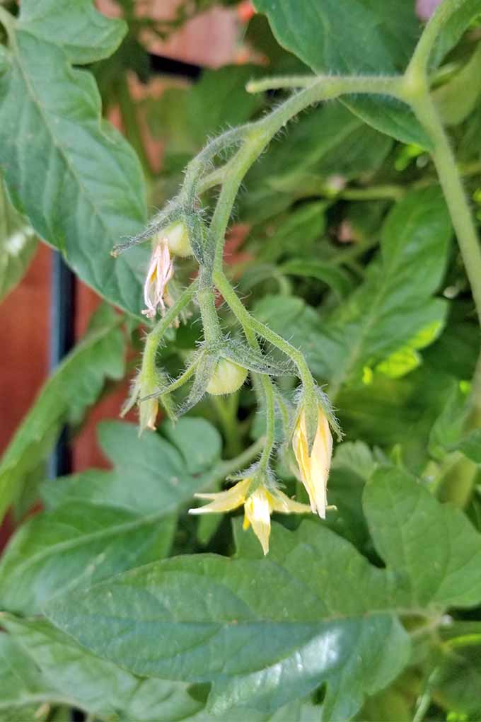 Closeup of several yellow tomato flowers just about finished blooming, with one small green round fruit beginning to develop, on a plant with green leaves and branches, and a brown fence in the background.