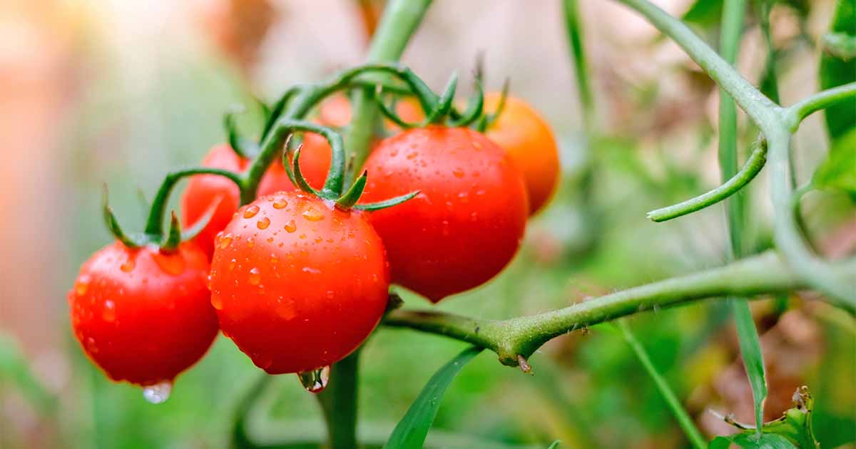 Growing Tomatoes Summers Staple Fruit 