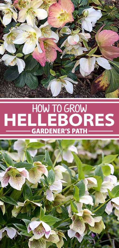 A collage of photos showing different varieties of hellebore blooms.