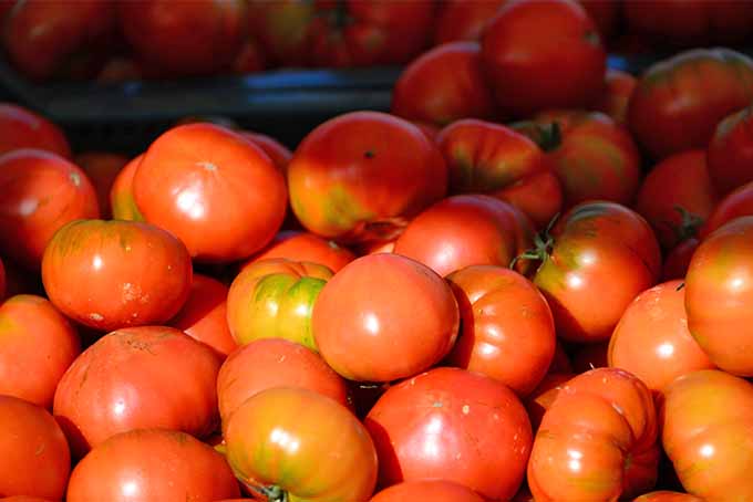 Many pinkish-red tomatoes in a pile, green and orange-yellow in some places, in the sunshine with more of the just-harvested fruits in the background in shadow.