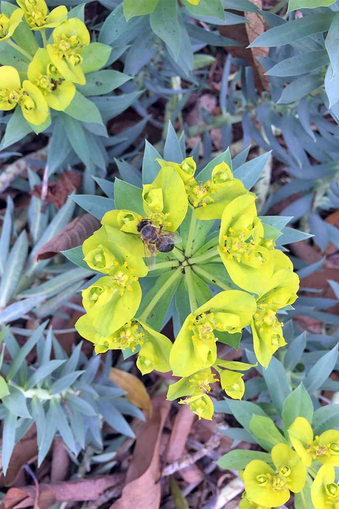 A bee pollinates a chartreuse E. rigida blossom, growing in a cluster on the end of a tall stem surrounded with short, spiky, grayish green leaves, in a garden bed covered in dry brown leaves.